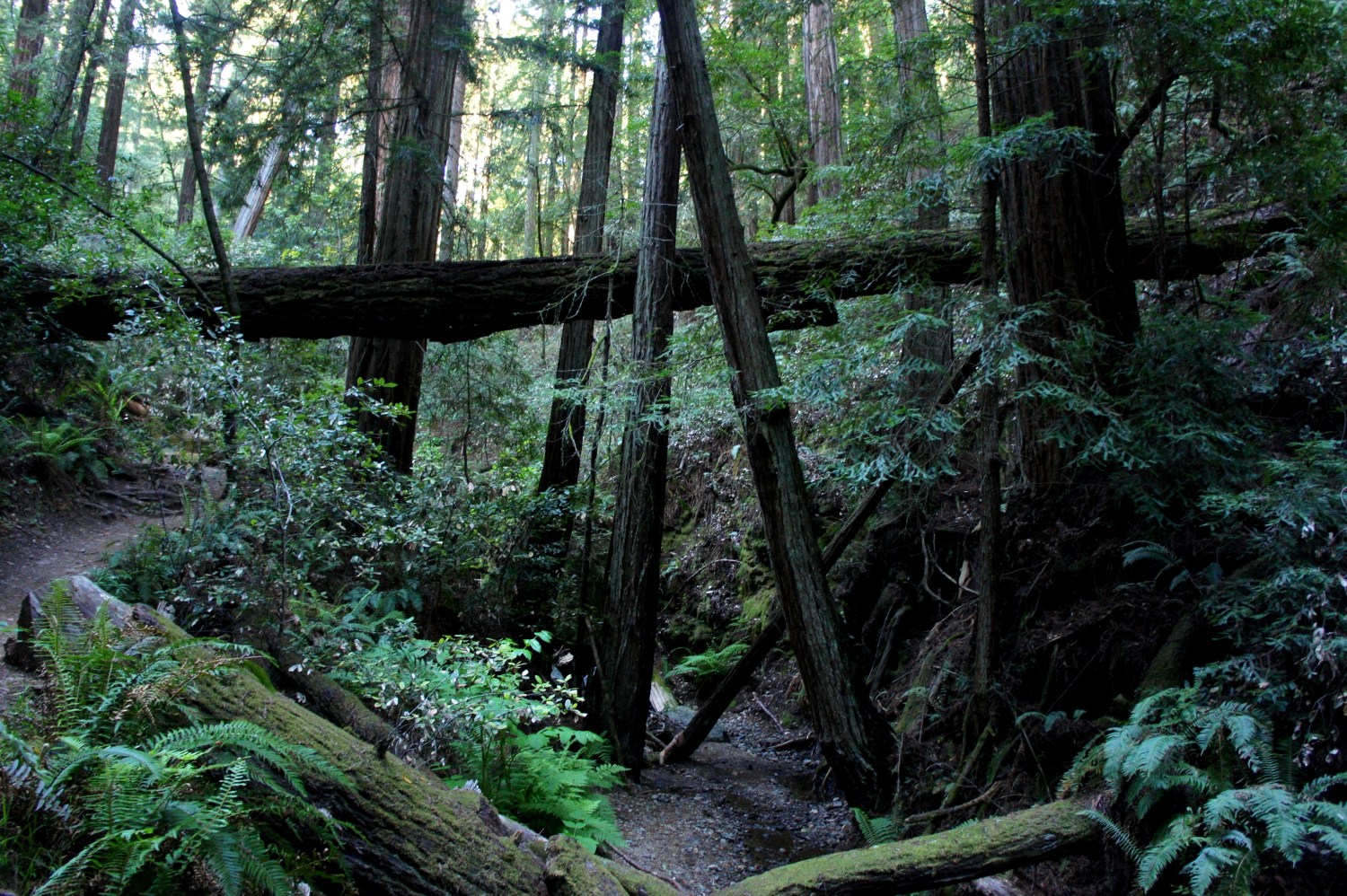 Remember That 'Floating' Redwood Near Mount Tamalpais?