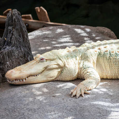 Cal Academy Announces Date for Memorial of Beloved Albino SF Alligator
