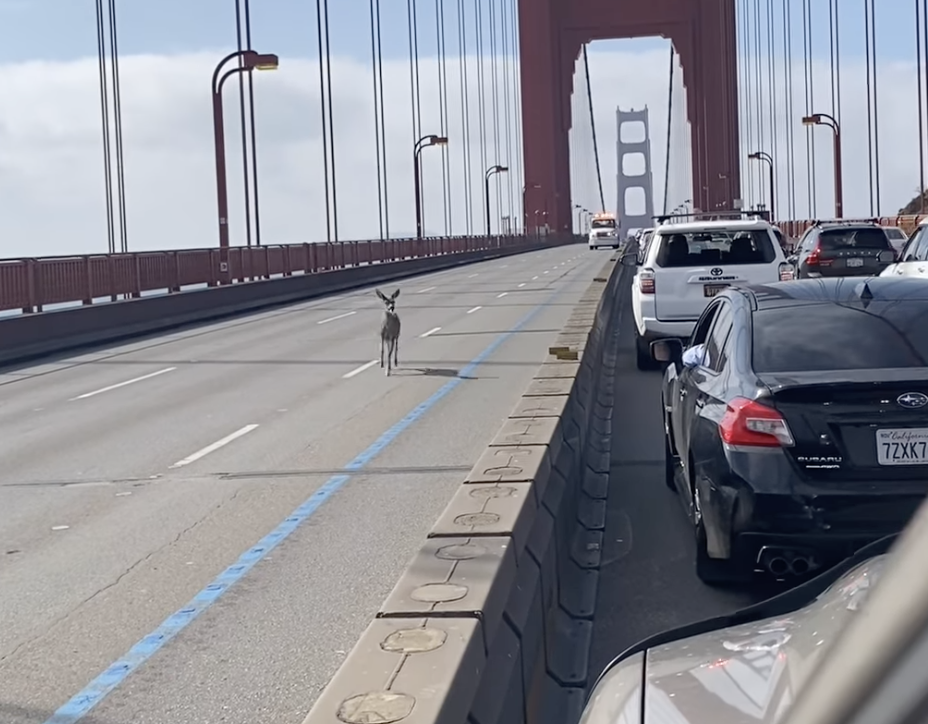 Wayward Deer Filmed Crossing SF’s Golden Gate Bridge