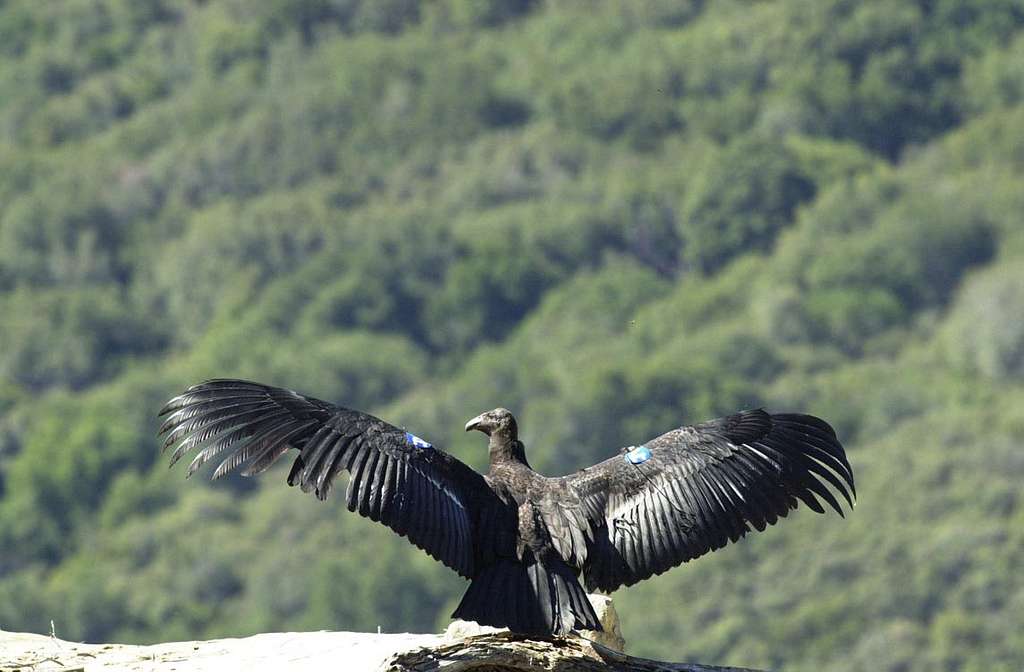 California Condor Population Soars to Over 600 Individuals, First Wild Egg Laid in NorCal Over 100 Years Doing Well